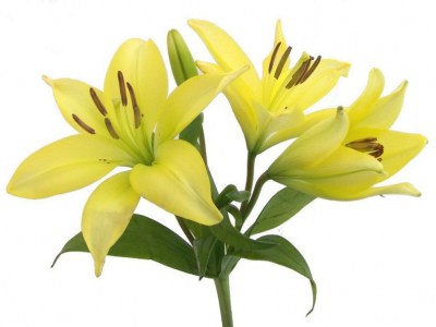 995479__yellow-lily_p